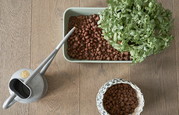 A layer of clay peebles can retain moisture around the plant for a longer period of time. Photo: InvincibleHousePlants.com