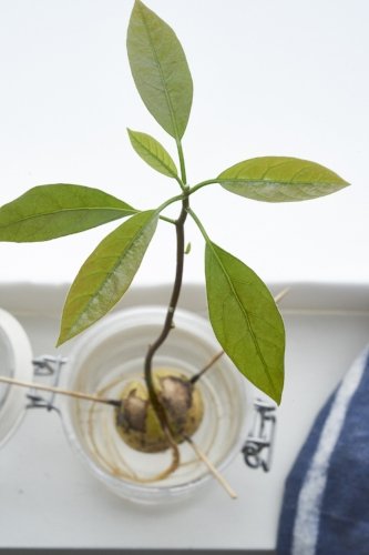 Tip: prune the leaves to give shape your newborn avocado (~3 months of age here). Photo: InvincibleHousePlants.com