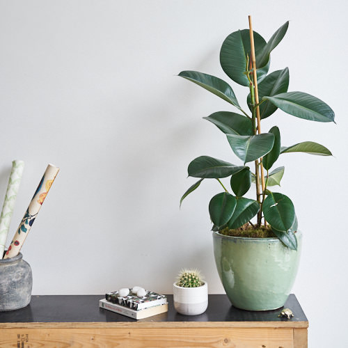 A healthy Ficus Elastica (a.k.a ‘Rubber Plant’) before I went on holidays
