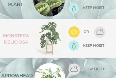 Immediately actionable tips from seasoned indoor gardeners.