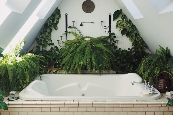 plants-that-thrive-in-the-bathroom.jpg