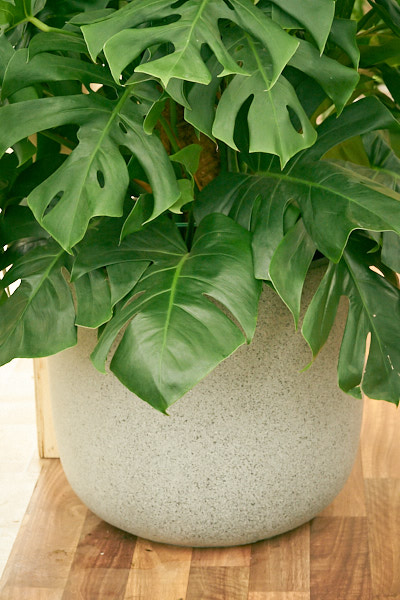 monstera-deliciosa-swiss-cheese-plant.jpg