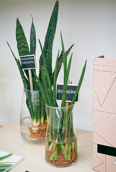 sansevieria-trifasciata-mother-in-law-tongue-plant.jpg