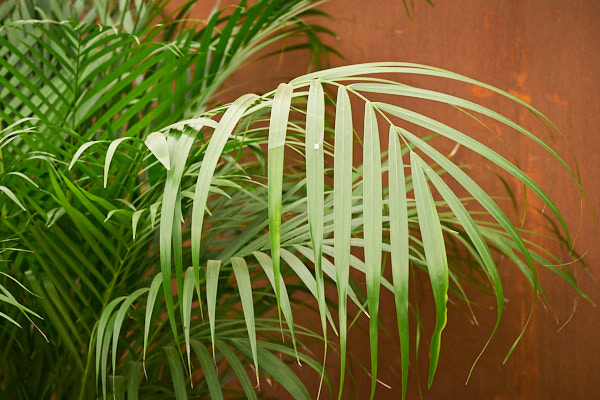 kentia-palm-plant-howea-forsteriana.jpg