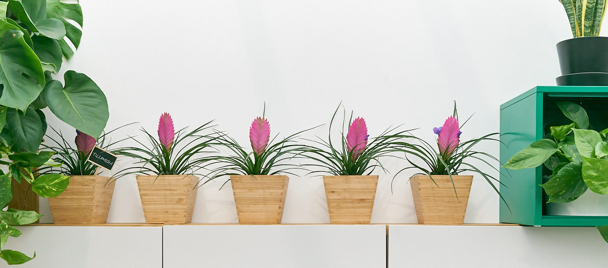 bromeliaceae-tillandsia-bromeliad-plant.jpg
