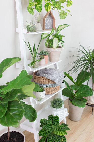 A post by resident fiddle leaf fig expert Claire Akin from Fiddle Leaf Fig Plant Resource.