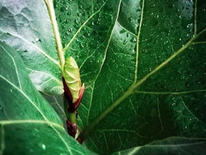 Baby new leaf on my fiddle leaf fig (ficus lyrata)
